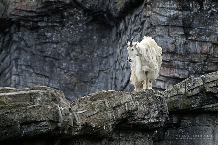 calgary zoo sergei belski photo