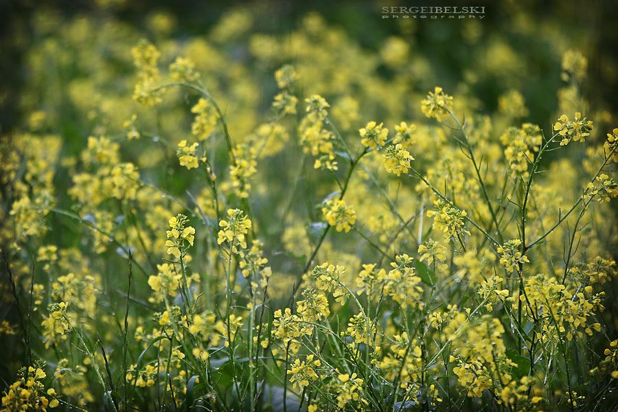 calgary zoo sergei belski photo