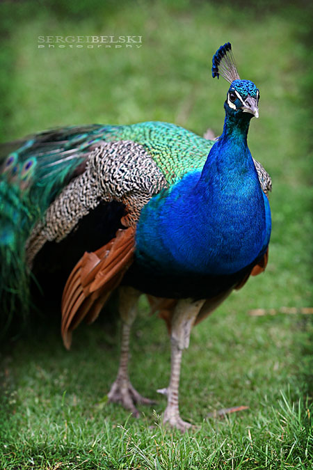 calgary zoo sergei belski photo