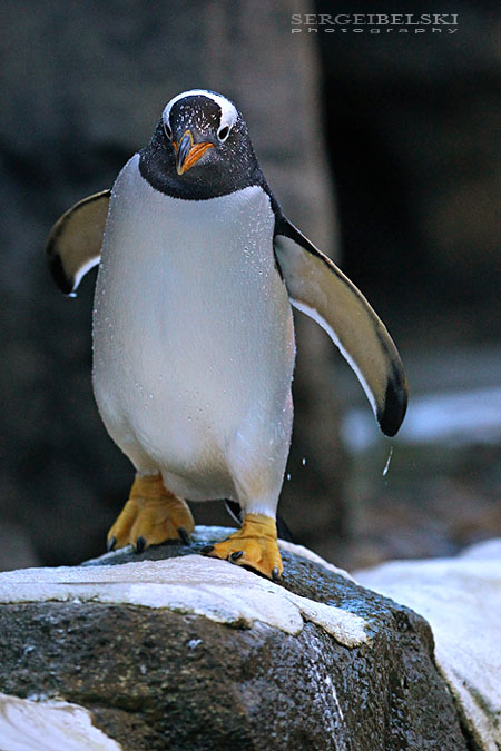 calgary zoo sergei belski photo