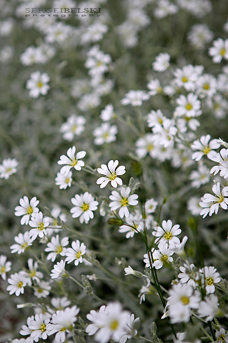 family portraits sergei belski photo
