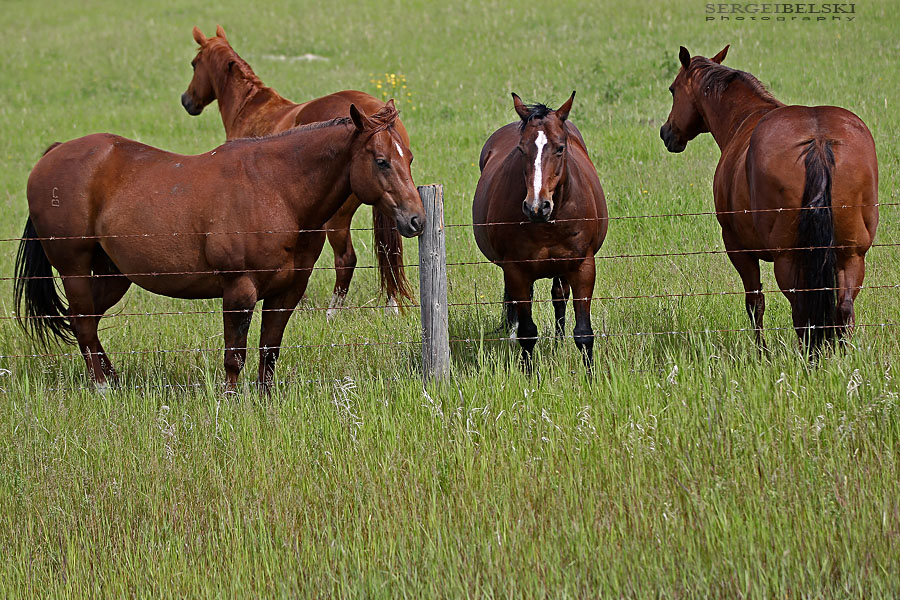 vespa adventures sergei belski photo