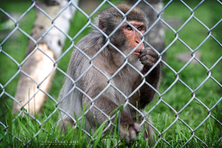 vespa adventures sergei belski photo