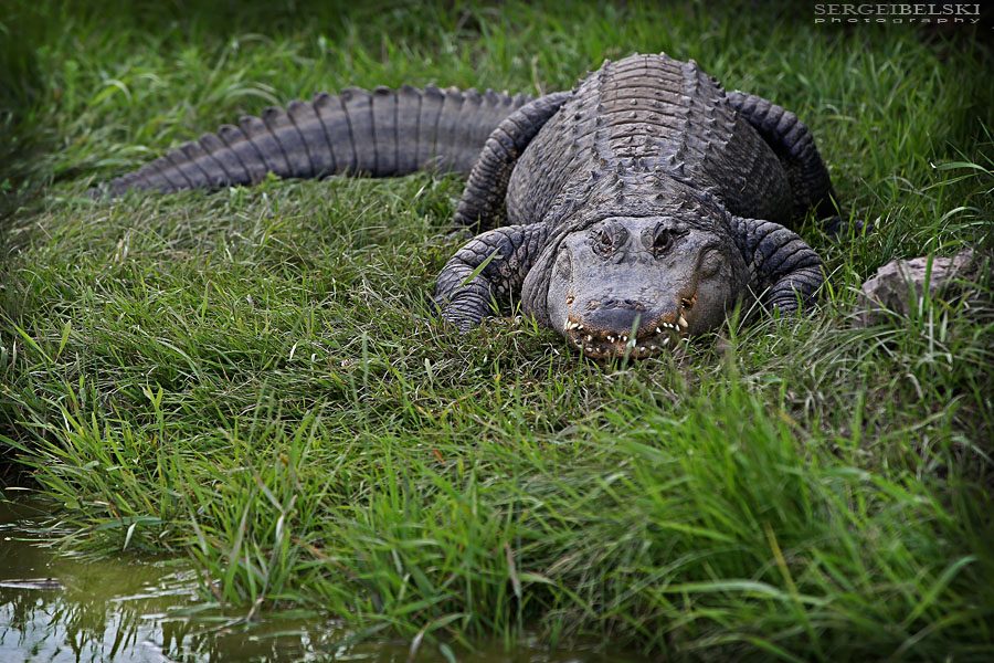 vespa adventures sergei belski photo