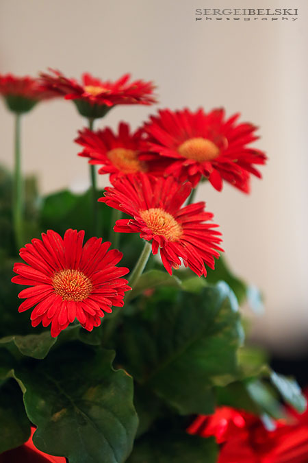 wedding calgary sergei belski photo