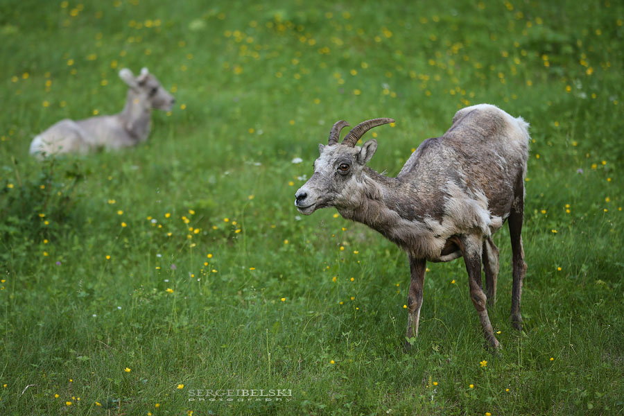 vespa adventures photo