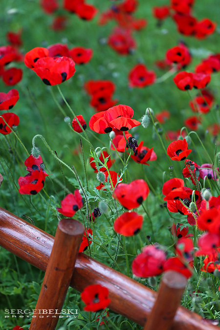engagement photo shoot banff sergei belski photo