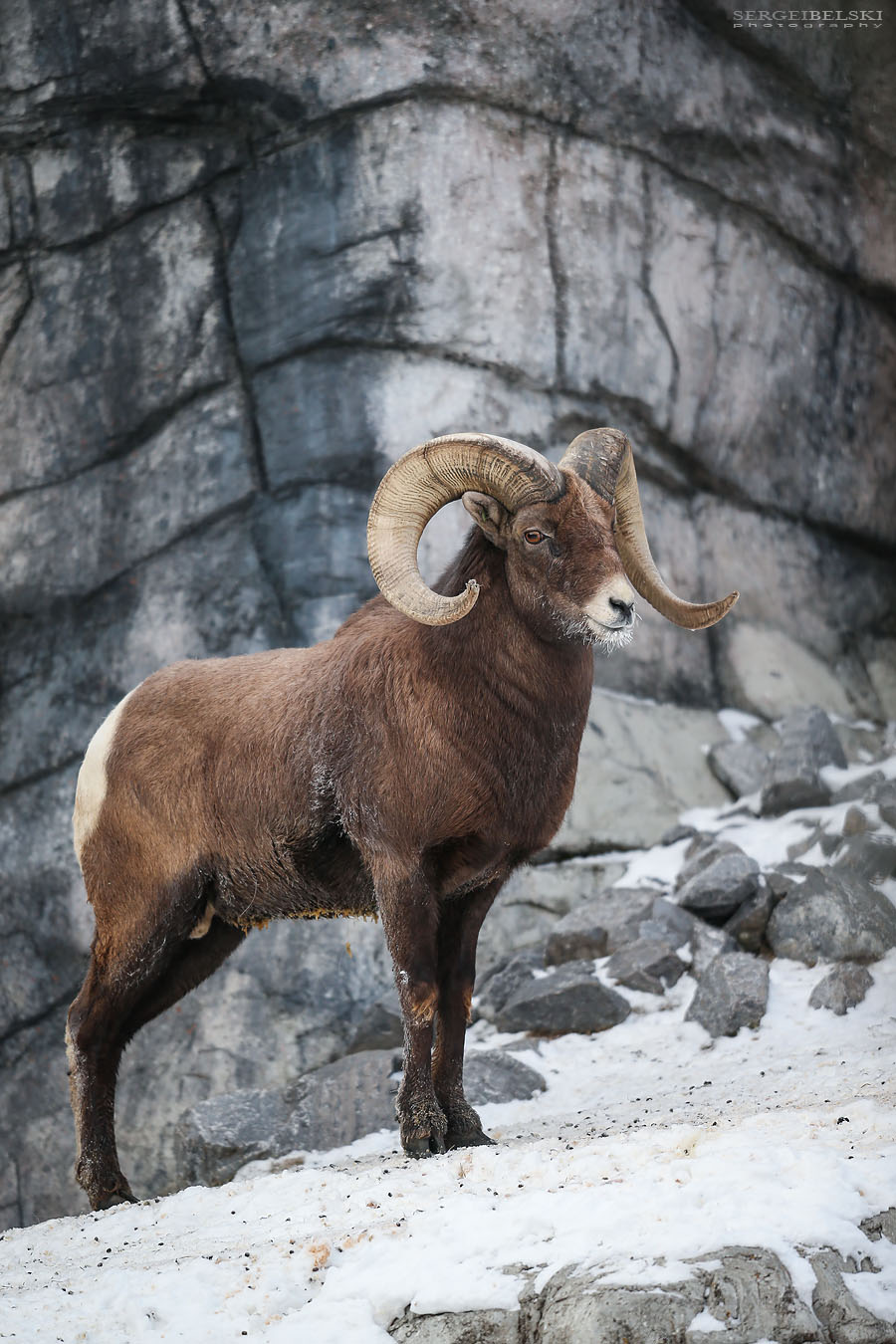 zoo animals sergei belski photo