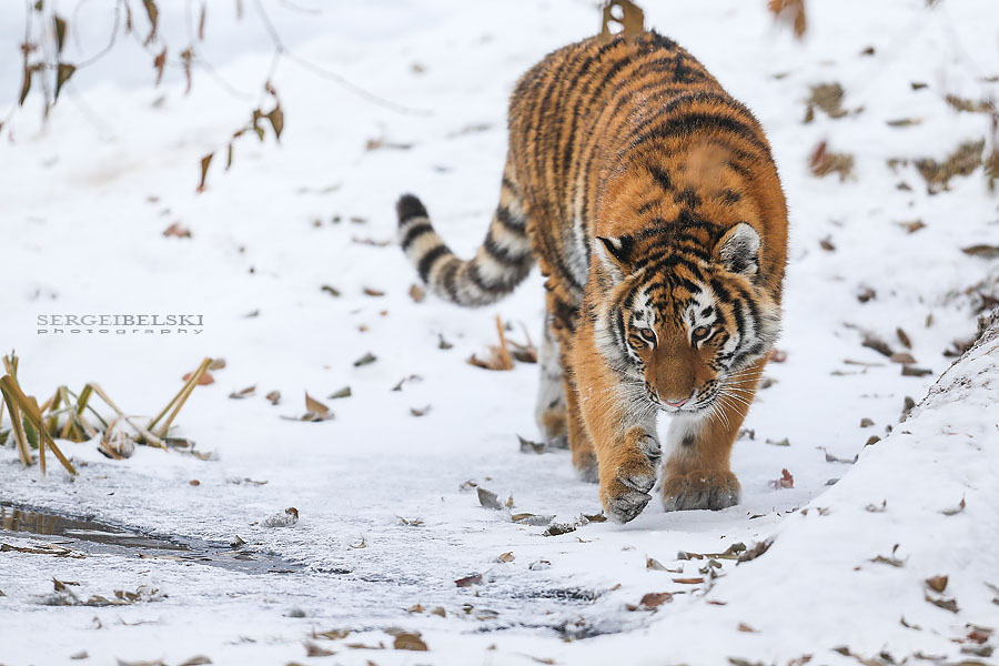 zoo animals sergei belski photo
