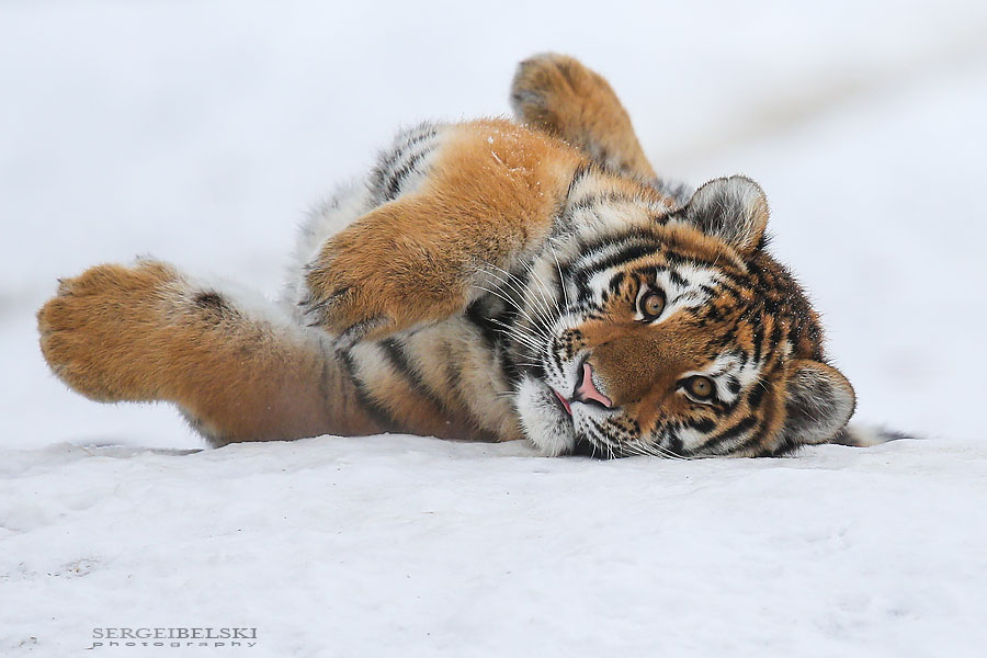 zoo animals sergei belski photo