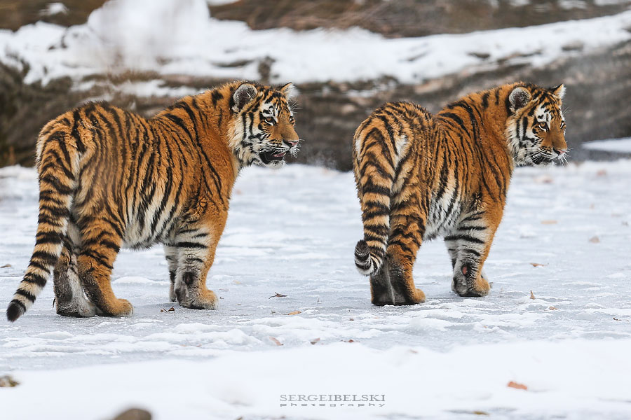 zoo animals sergei belski photo