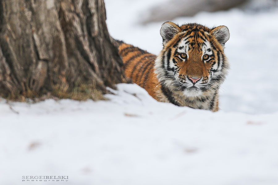 zoo animals sergei belski photo