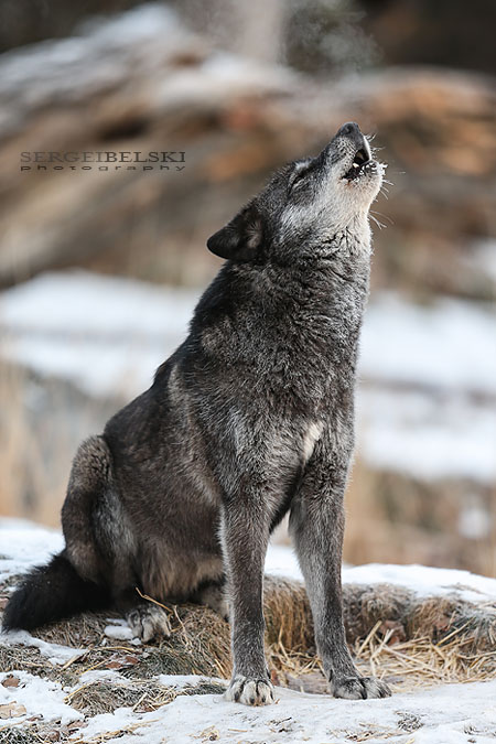 zoo animals sergei belski photo