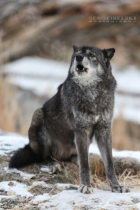 zoo animals sergei belski photo