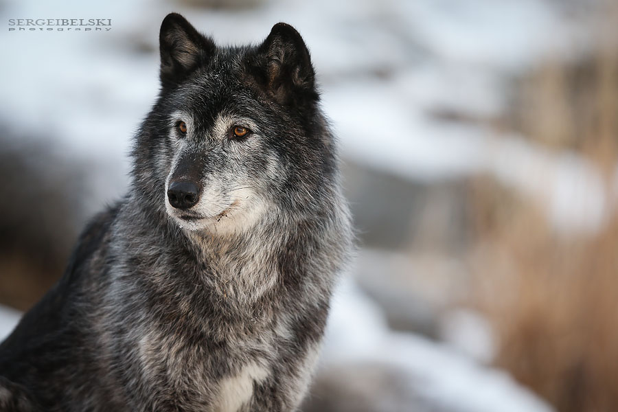 zoo animals sergei belski photo