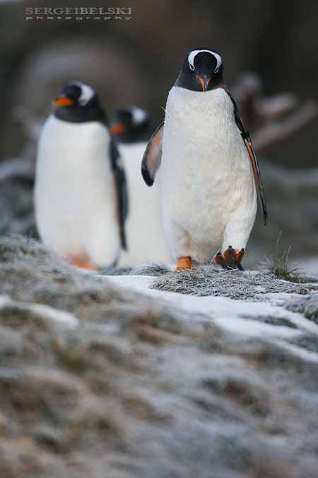 zoo animals sergei belski photo