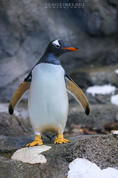 zoo animals sergei belski photo