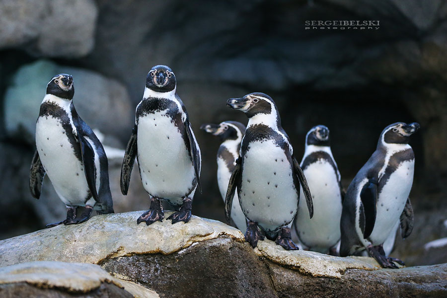 zoo animals sergei belski photo