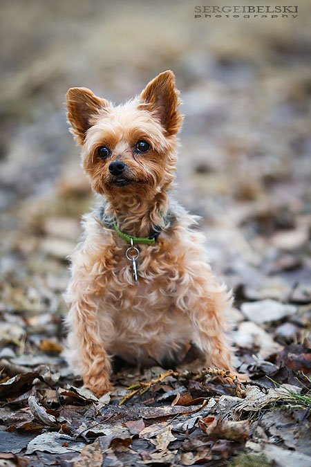 family photo shoot sergei belski photo