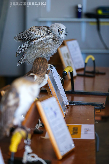 fortis alberta olds sergei belski photo