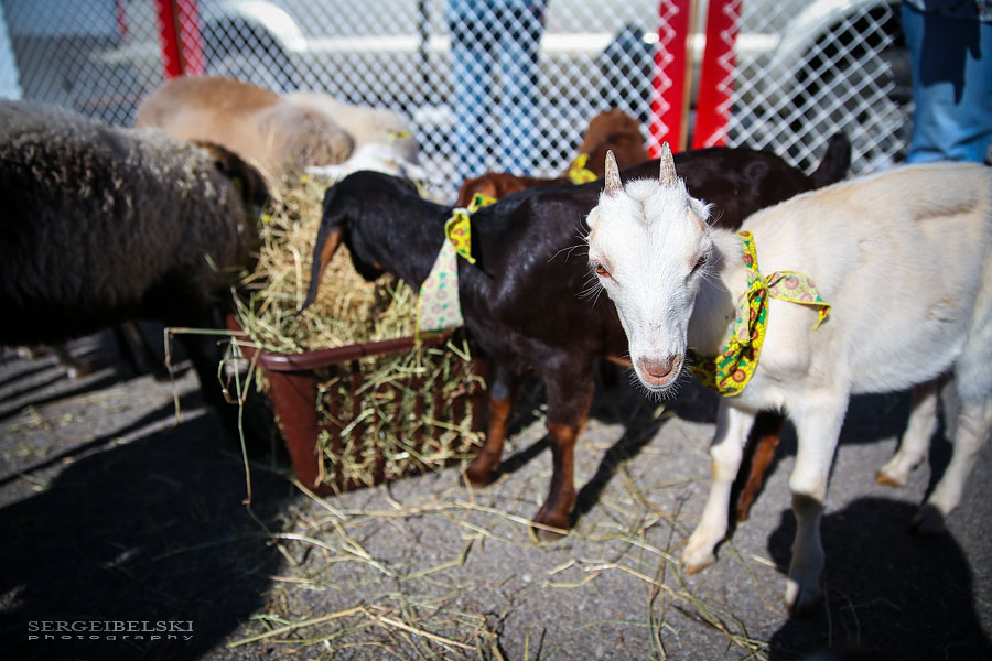 airdrie stampede event photo