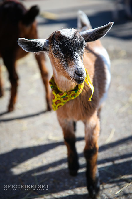 airdrie stampede event photo