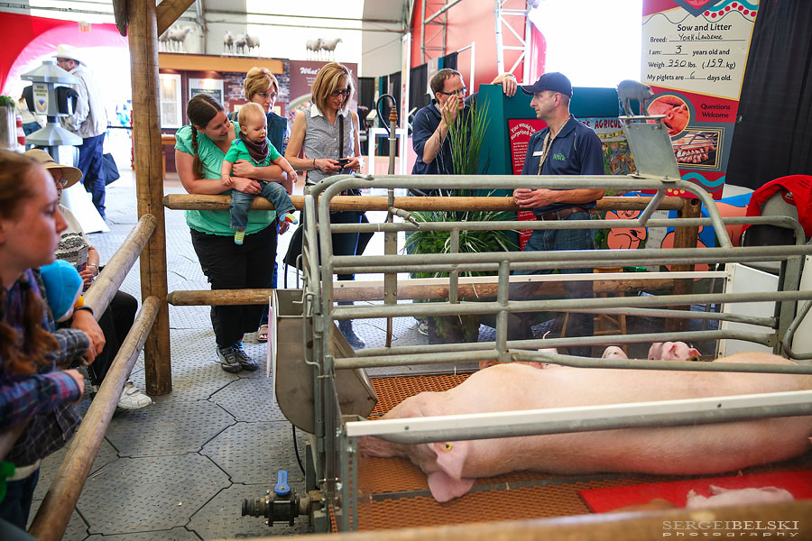 stampede calgary sergei belski photo