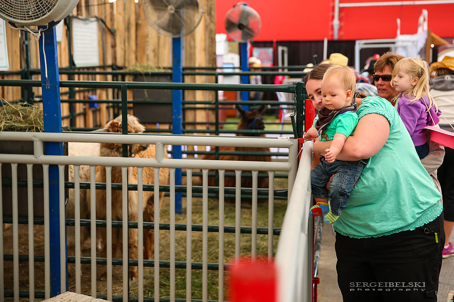stampede calgary sergei belski photo
