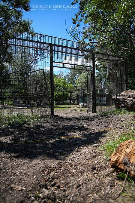 calgary zoo damage sergei belski photo