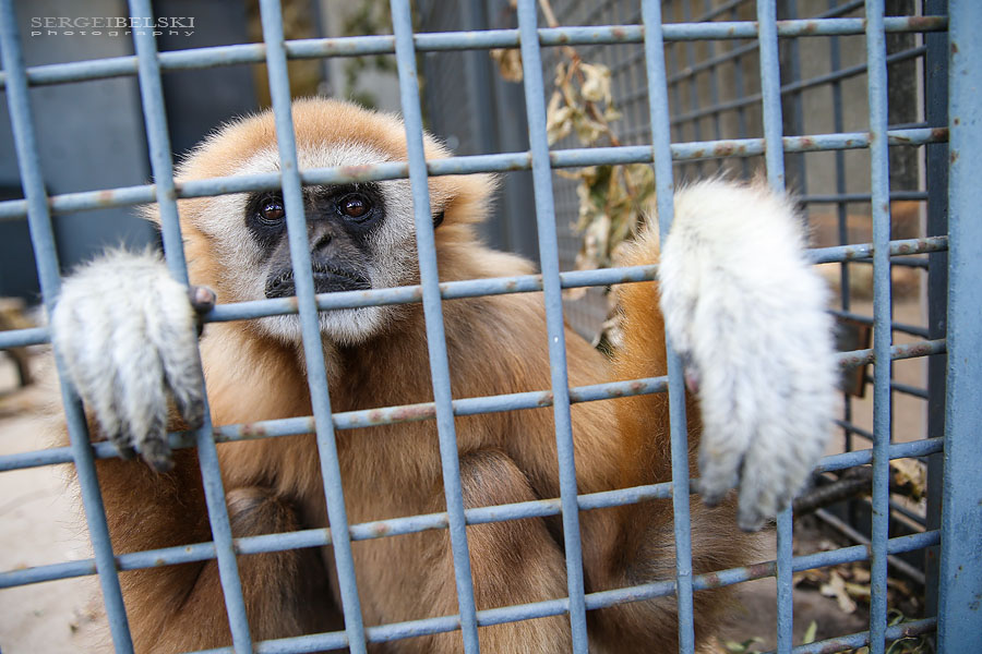 calgary zoo damage sergei belski photo