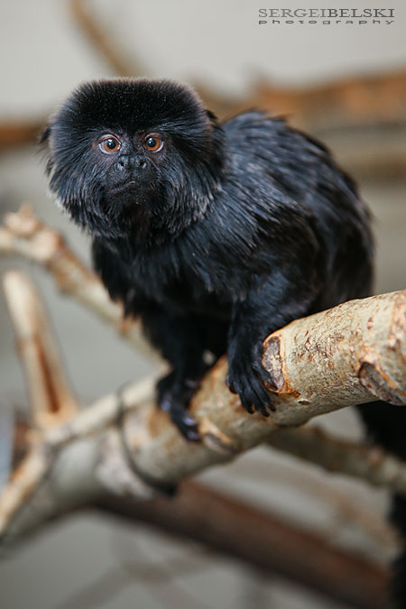 calgary zoo damage sergei belski photo