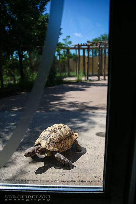 calgary zoo damage sergei belski photo