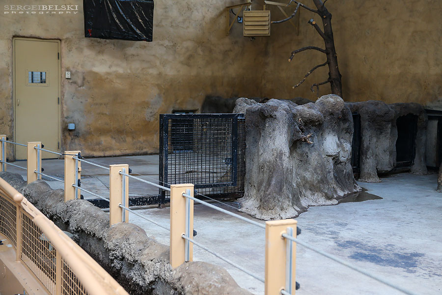 calgary zoo damage sergei belski photo