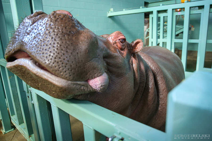calgary zoo damage sergei belski photo