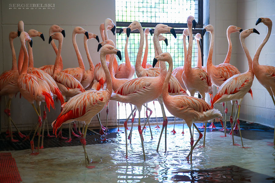 calgary zoo damage sergei belski photo