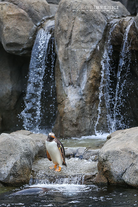 calgary zoo opening day sergei belski photo