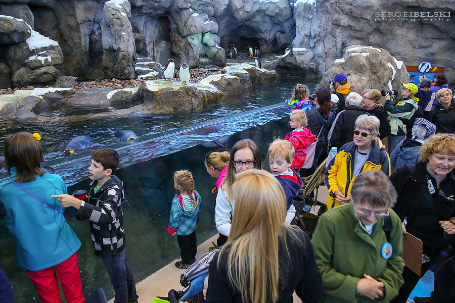 calgary zoo opening day sergei belski photo