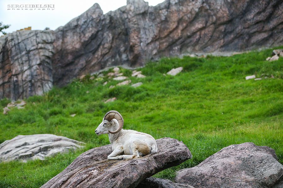 calgary zoo opening day sergei belski photo