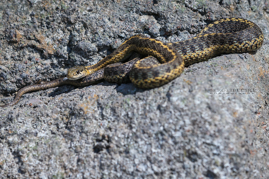 calgary zoo opening day sergei belski photo