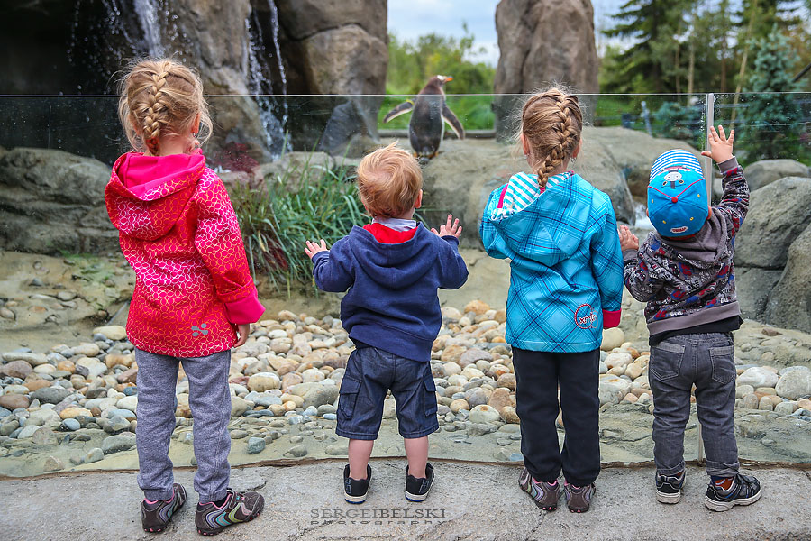 calgary zoo opening day sergei belski photo