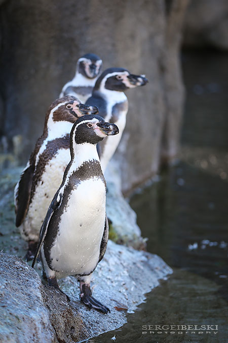 calgary zoo opening day sergei belski photo