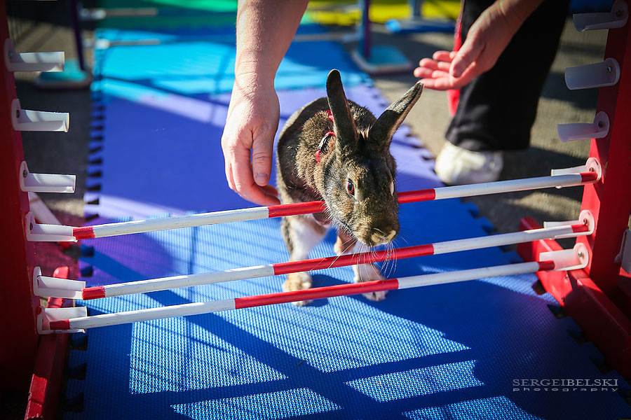race for pace event calgary photographer sergei belski photo
