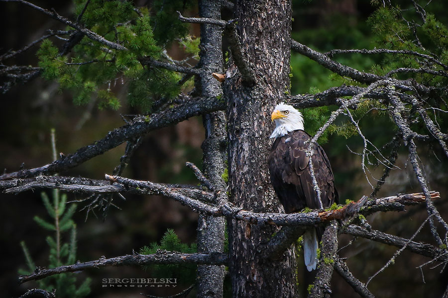 family boat vacation sergei belski photo