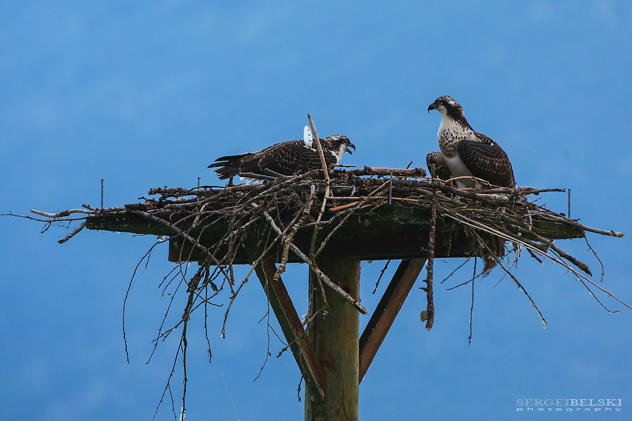 family boat vacation sergei belski photo