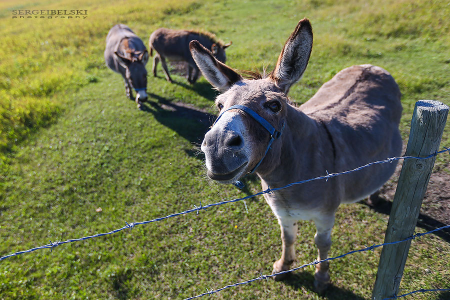 my vespa adventures calgary photographer sergei belski photo