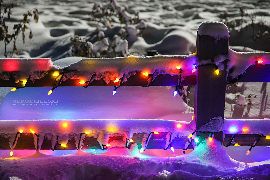 zoo christmas lights event photographer sergei belski photo