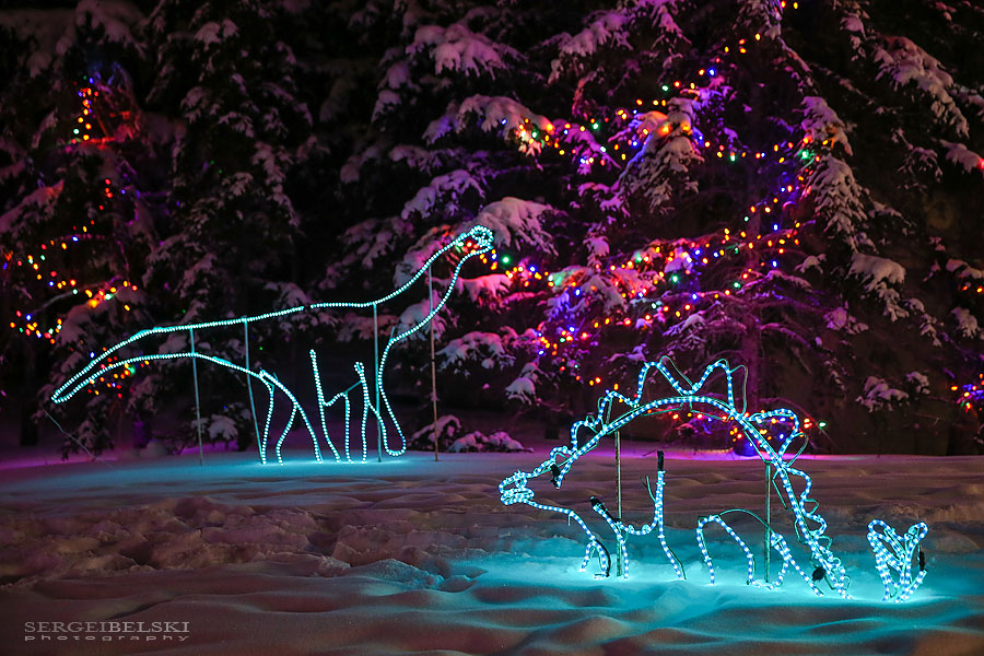 zoo christmas lights event photographer sergei belski photo
