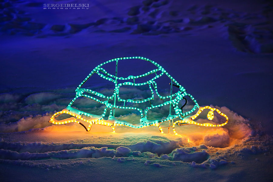 zoo christmas lights event photographer sergei belski photo