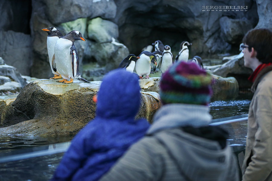 family calgary zoo photographer sergei belski photo