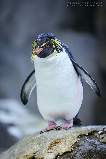 family calgary zoo photographer sergei belski photo